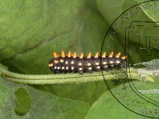 Алланкастрия кавказская (зеринтия кавказская) 006